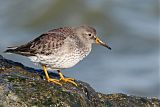 Purple Sandpiper